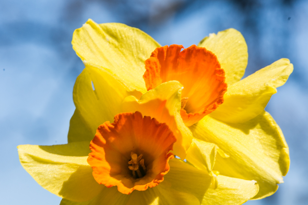 Daffodils at Fletcher Park, March 4, 2017